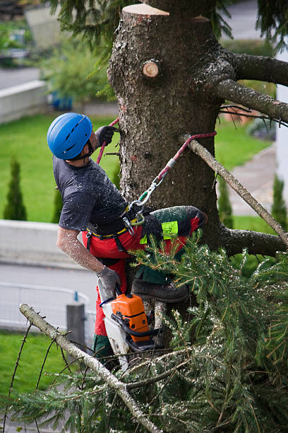 How Our Tree Care Process Works  in  Walton, KY